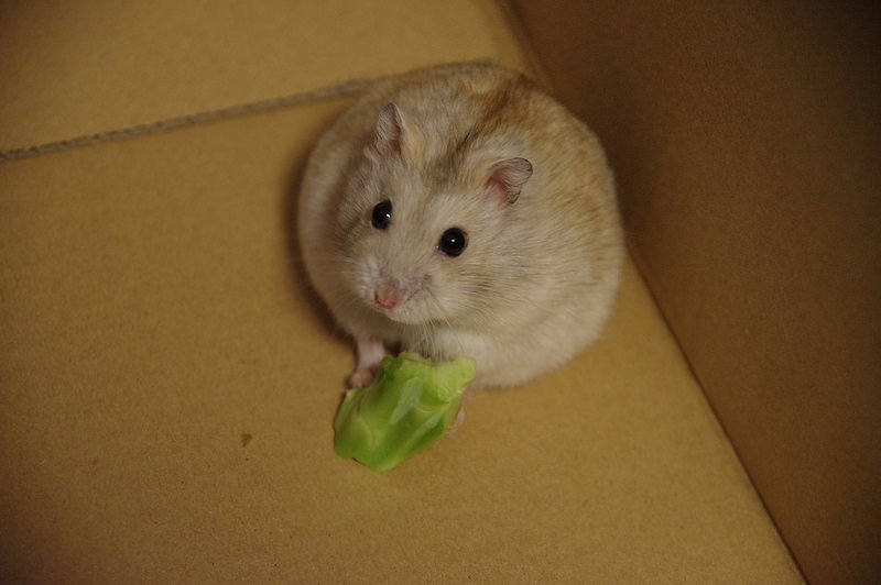 Hamster Care - PET BEHAVIORS